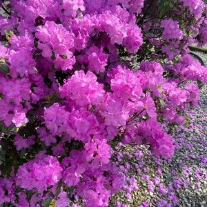 Meet your Posher, Beverly